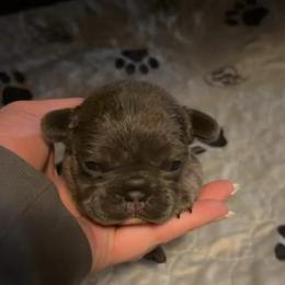 Baby Girl - Blue female French Bulldog puppy in West Liberty, Kentucky from 3B Kennels-Beth’s Best Boston’s