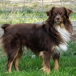 Miniature American Shepherds from Jolley Aussies