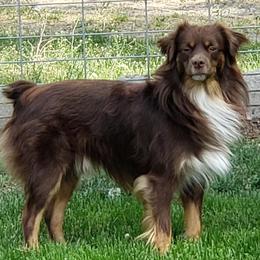 Miniature American Shepherds from Jolley Aussies