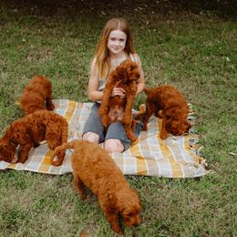 Goldendoodle Puppies from Bows & Ties Doodles