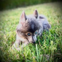 Storm, wolf Silver Pomsky - Silver female Pomsky puppy in Perkins, Oklahoma from A-Dream Pomsky Kennel