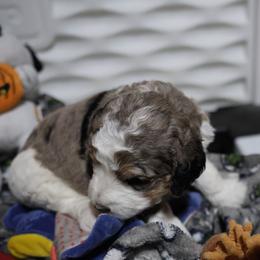 Enola Holmes - Merle female Bernedoodle puppy in Springfield, Missouri from Doodle Dandy Bernedoodles