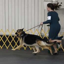 Dachshunds and German Shepherds from Avignon