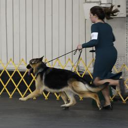 Dachshunds and German Shepherds from Avignon