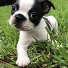 Boston Terriers from Tammy's Beautiful Boston Babies