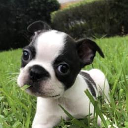 Boston Terriers from Tammy's Beautiful Boston Babies