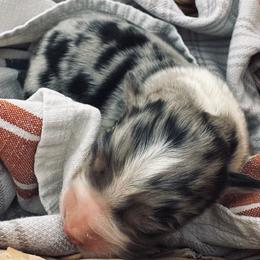 Boy 2 - Blue merle male Australian Shepherd puppy in Berne, Indiana from White Silo Aussies