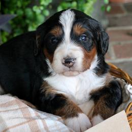 Cora - Tri-color female Bernedoodle puppy in Lancaster, Pennsylvania from Homestead Bernedoodles