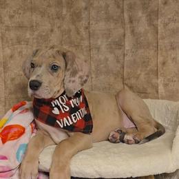 Mummy - Merle male Great Dane puppy in Caldwell, Idaho from Miner's Dynamic Danes