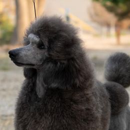 Carmen - Poodle
