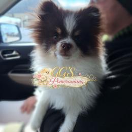 Lukah - Chocolate parti male Pomeranian puppy in Oologah, Oklahoma from GG's Pomeranians