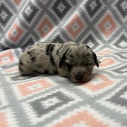 GIRL 3 - Dapple female Dachshund puppy in Hoover, Alabama from Tide Town Doxies