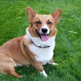 Jasper - American Corgi