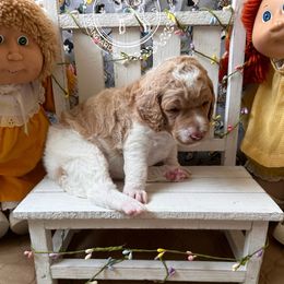 Aurora - Poodle puppy from Fancy Southern Standards