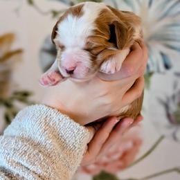 Rudolf aka Rudy - Red male Bernedoodle puppy in Beaumont, Texas from Joy's Dood Ranch