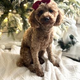 Toffee - Poodle