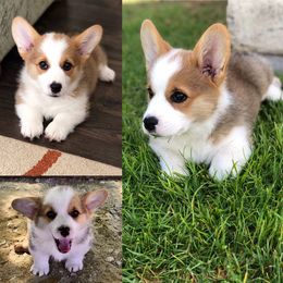 Pembroke Welsh Corgi Puppies from Rockin’ H Corgis