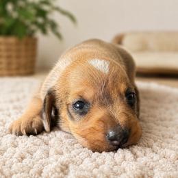 Chrissy - Dapple female Dachshund puppy in Greenup, Kentucky from Tygart Creek Dachshunds