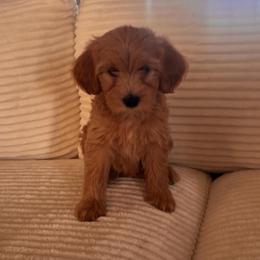 Mantis - Cream female Goldendoodle puppy in Payson, Utah from Country Sky Doodles
