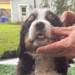 Bernese Mountain Dog Puppies from Emma-Mada's Old Thyme Berners