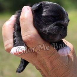 Pekingese puppies from Color Me Bad Pekingese
