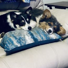 Pembroke Welsh Corgi Puppies from Storybook Corgis