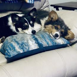 Pembroke Welsh Corgi Puppies from Storybook Corgis