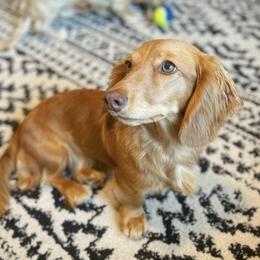 Sunny - Dachshund
