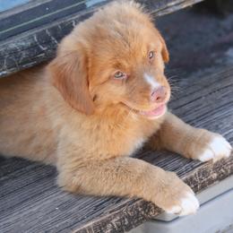 Nova Scotia Duck Tolling Retrievers from Neff Tollers