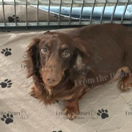 Praline - Dachshund