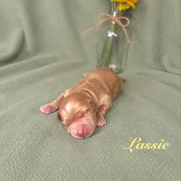 Lassie - Caramel red female Australian Labradoodle puppy in Ponchatoula, Louisiana from Cajun Land Doodles