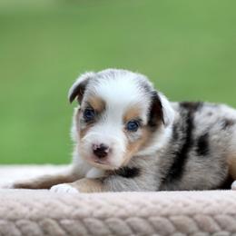 Dunkin - Blue merle male Miniature Australian Shepherd puppy in Prague, Oklahoma from Clay Creek Aussies