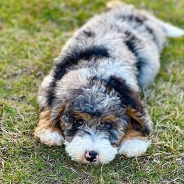 Aussiedoodle, Australian Mountain Doodle, and Bernedoodle Puppies from Magnolia Grove Farms