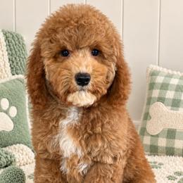 Iron puppy - Cream male Goldendoodle puppy in Yuciapa, California from AlltheDoodlez_