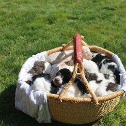 Poodle Puppies from Mount Zion Kennels