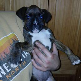 Ella - Brindle female Boxer puppy in Cannon Falls, Minnesota from Pattys Boxers and Bulldogs