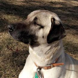 Ayla - Anatolian Shepherd Dog