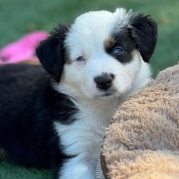 Petey - Black tri-color male Australian Shepherd puppy in Ramona, California from Blue Moon Aussies