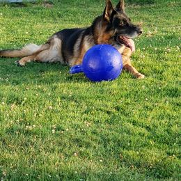 German Shepherd All Grown Up from Kelley Baron