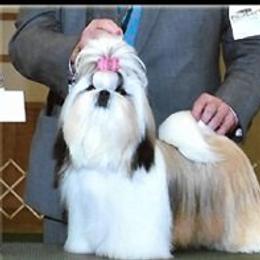 Shelby - Shih Tzu