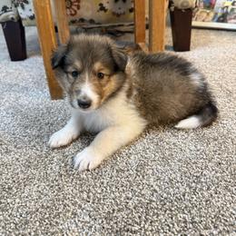 Baker - Sable and white male Collie puppy in Beaver, Oklahoma from Lawson’s Lassies
