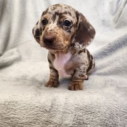 Lady - Dapple female Dachshund puppy in Trenton, Florida from Kings Dachshunds