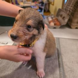 Yellow - Sable female Collie puppy in Wykoff, Minnesota from Country Collies