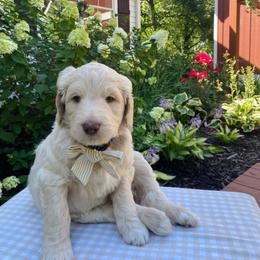 Archie- dark blue - Apricot male Goldendoodle puppy in Carlton, Minnesota from Lakeside Doodles MN