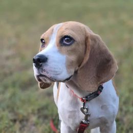Brezzy - Black tan and white female Beagle puppy in Lakewood, Colorado from StillCreek