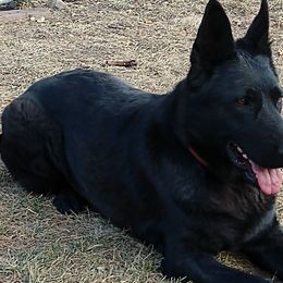 German Shepherds from Behuten Haus K-9