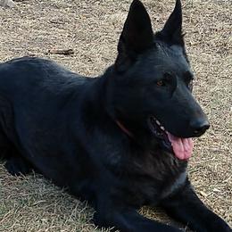 German Shepherds from Behuten Haus K-9