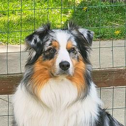 Australian Shepherds from Groveland's Haus of Aus