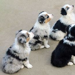 Miniature American Shepherd and Miniature Australian Shepherd Puppies from 74 Ranch Minis