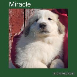 Miracle- dark green collar - White and badger male Great Pyrenees puppy in Mikado, Michigan from Brittain Family Farm
